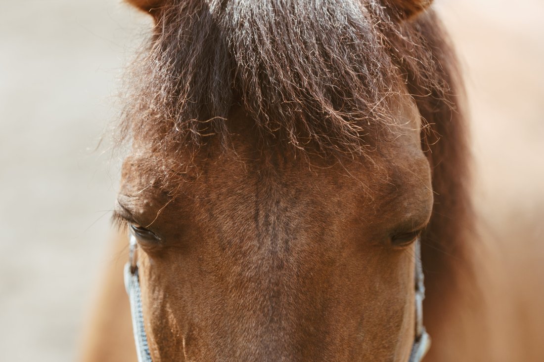 long-horse-face